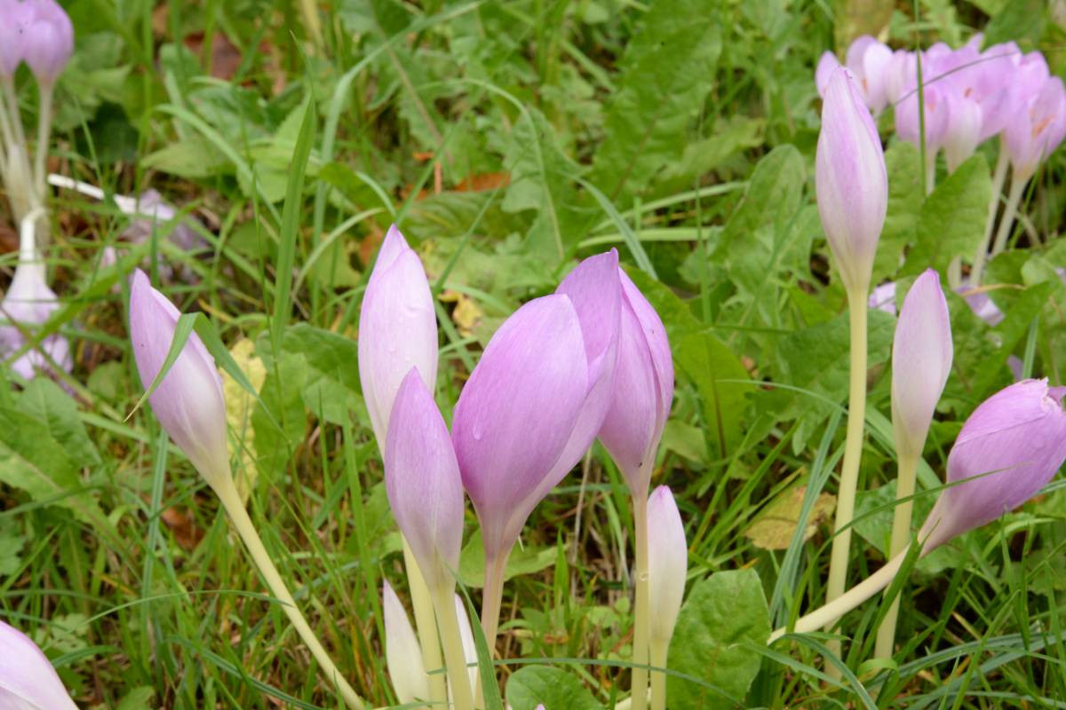 Dożynki pod zachmurzonym niebem