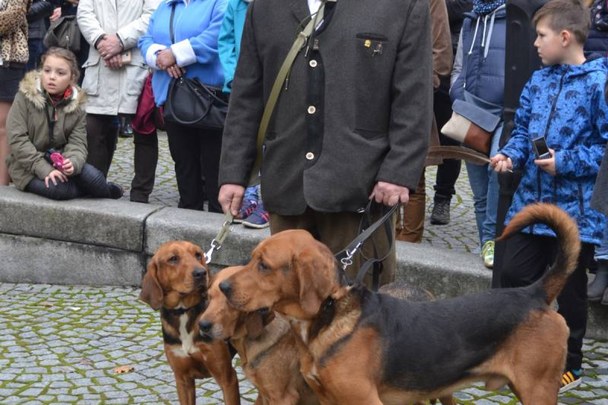 Jeźdźcy, konie, lis i psy - hubertus w świerklanieckim parku
