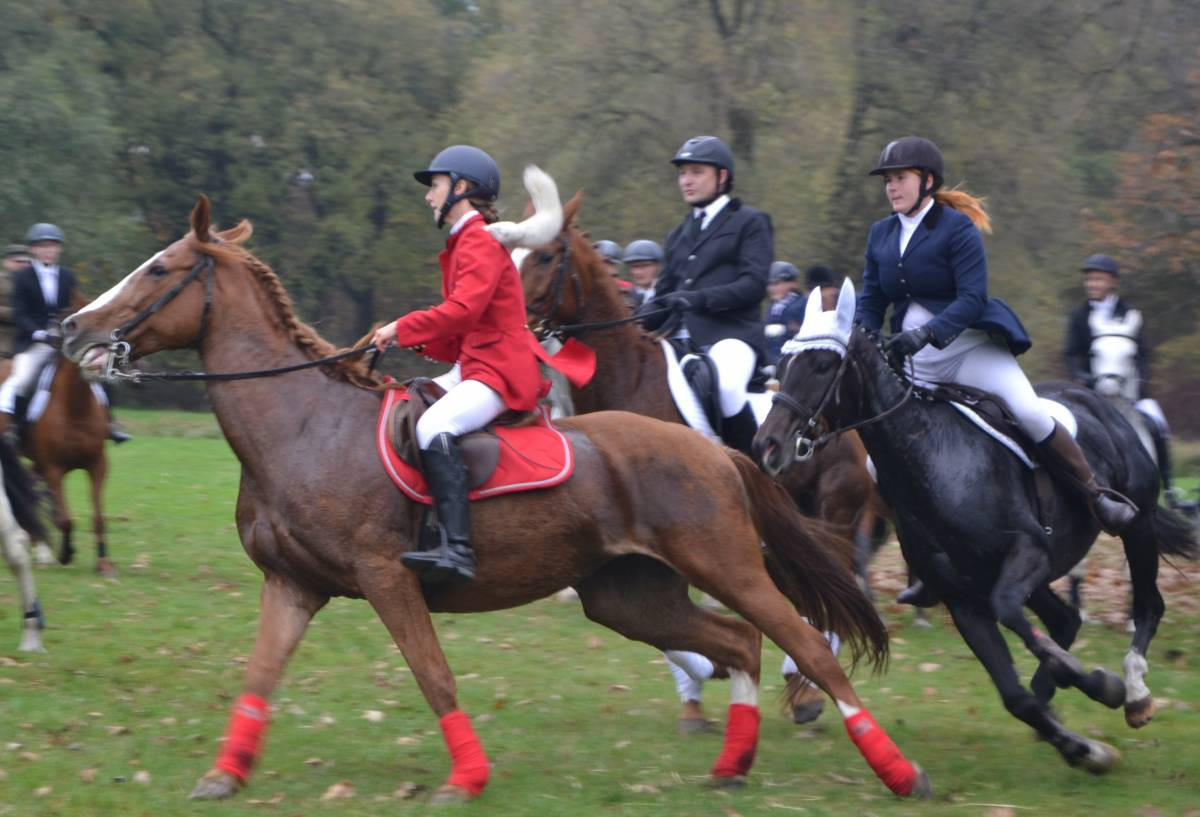 Jeźdźcy, konie, lis i psy - hubertus w świerklanieckim parku