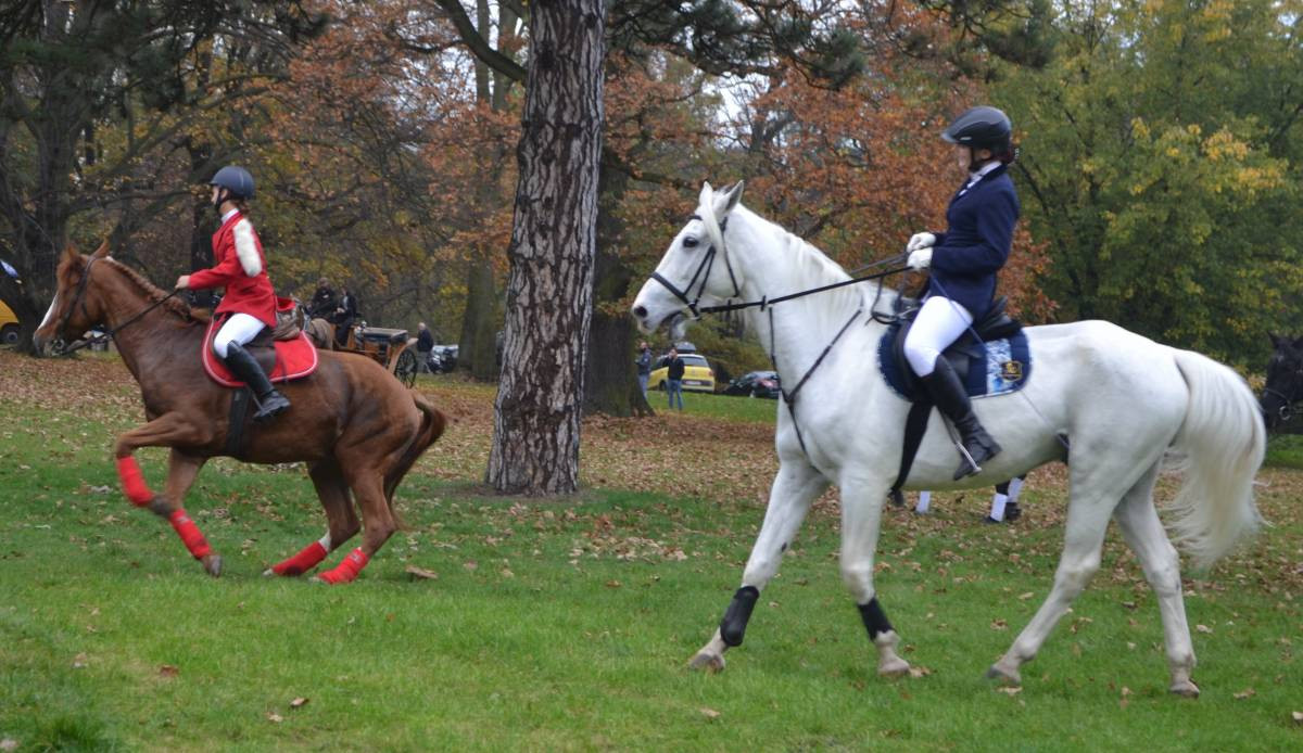 Jeźdźcy, konie, lis i psy - hubertus w świerklanieckim parku