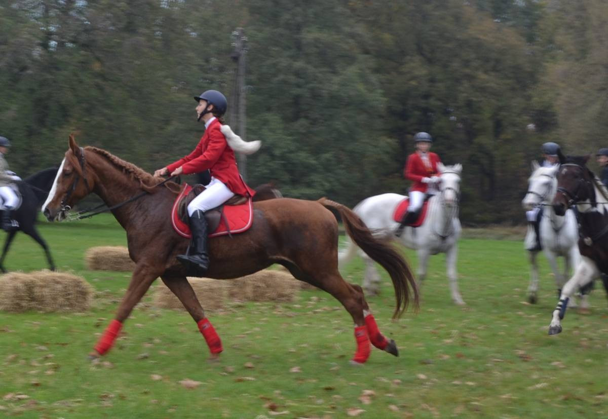 Jeźdźcy, konie, lis i psy - hubertus w świerklanieckim parku