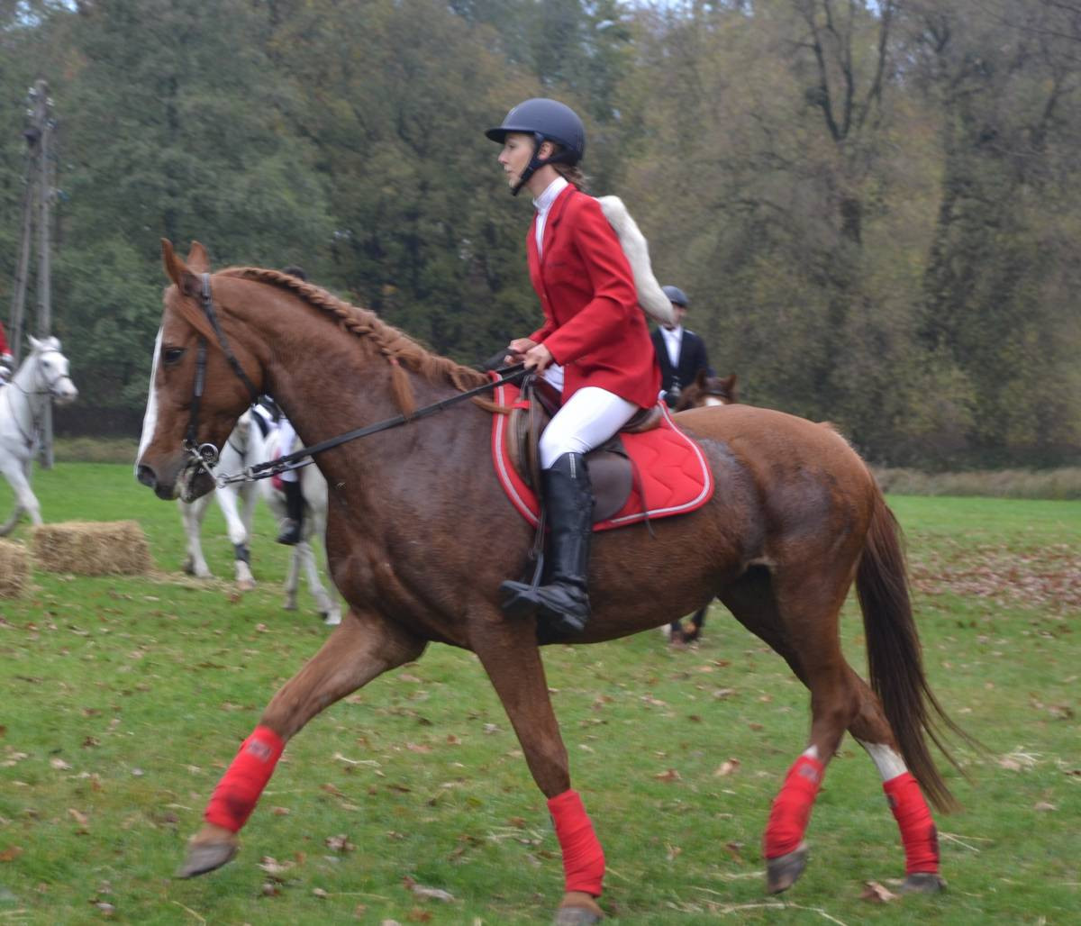 Jeźdźcy, konie, lis i psy - hubertus w świerklanieckim parku