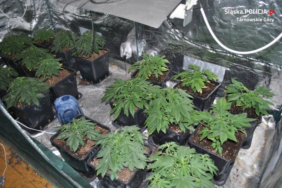 Domowa plantacja konopi. Dwaj mężczyźni w areszcie