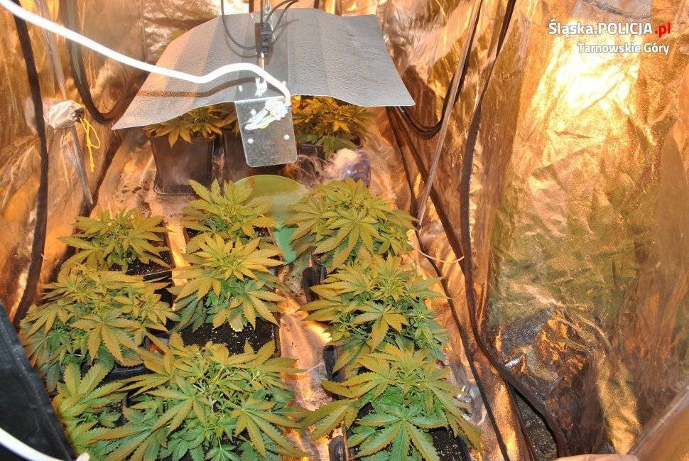 Domowa plantacja konopi. Dwaj mężczyźni w areszcie