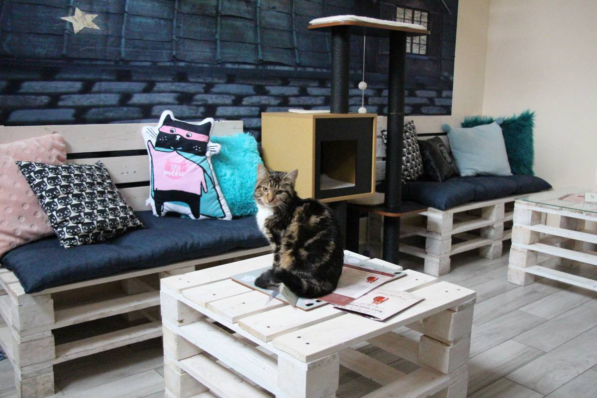 Kawiarnia pod znakiem kota