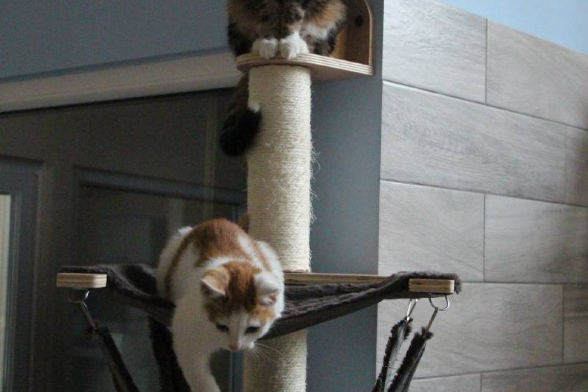 Kawiarnia pod znakiem kota