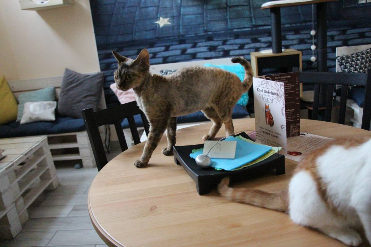 Kawiarnia pod znakiem kota
