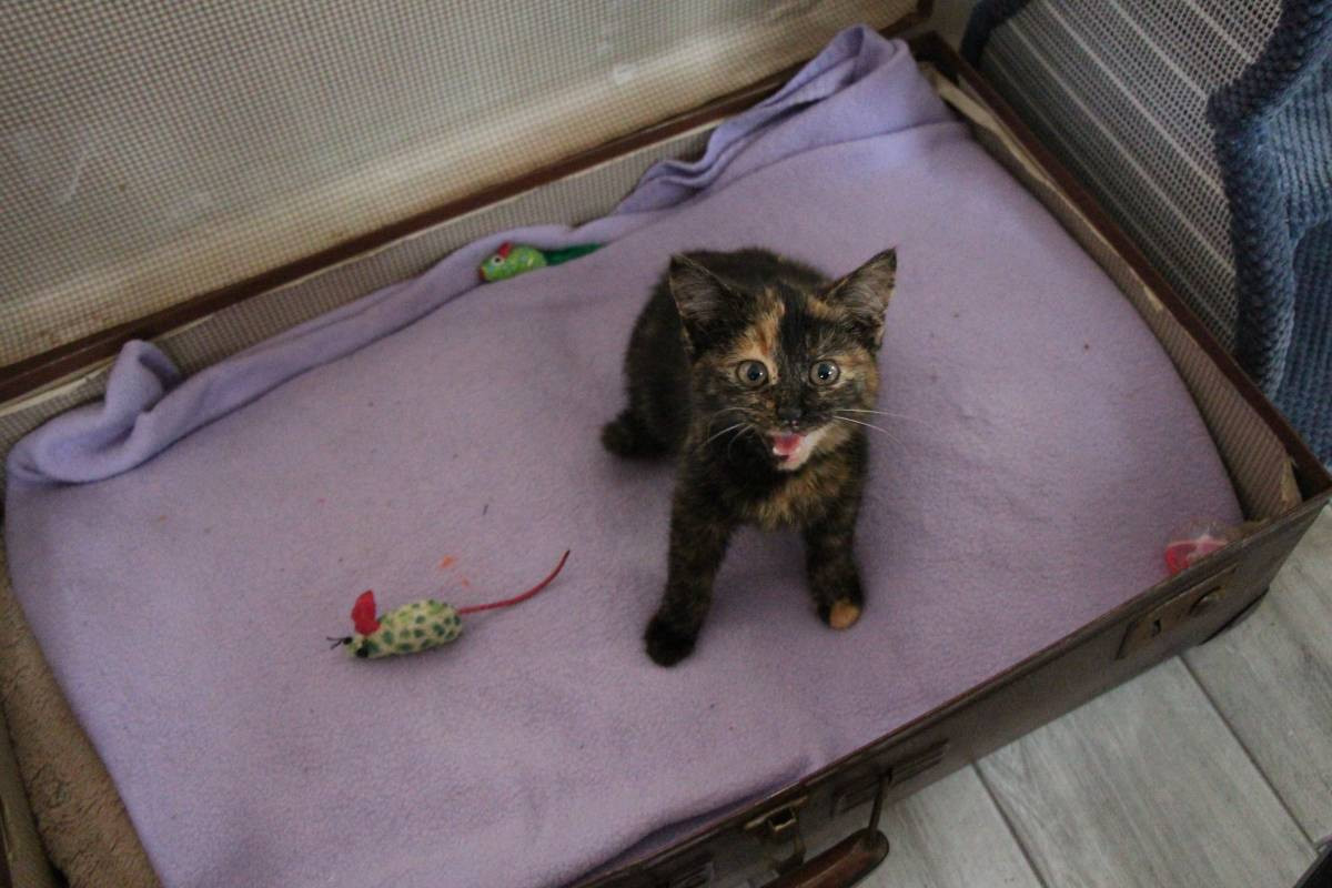 Kawiarnia pod znakiem kota