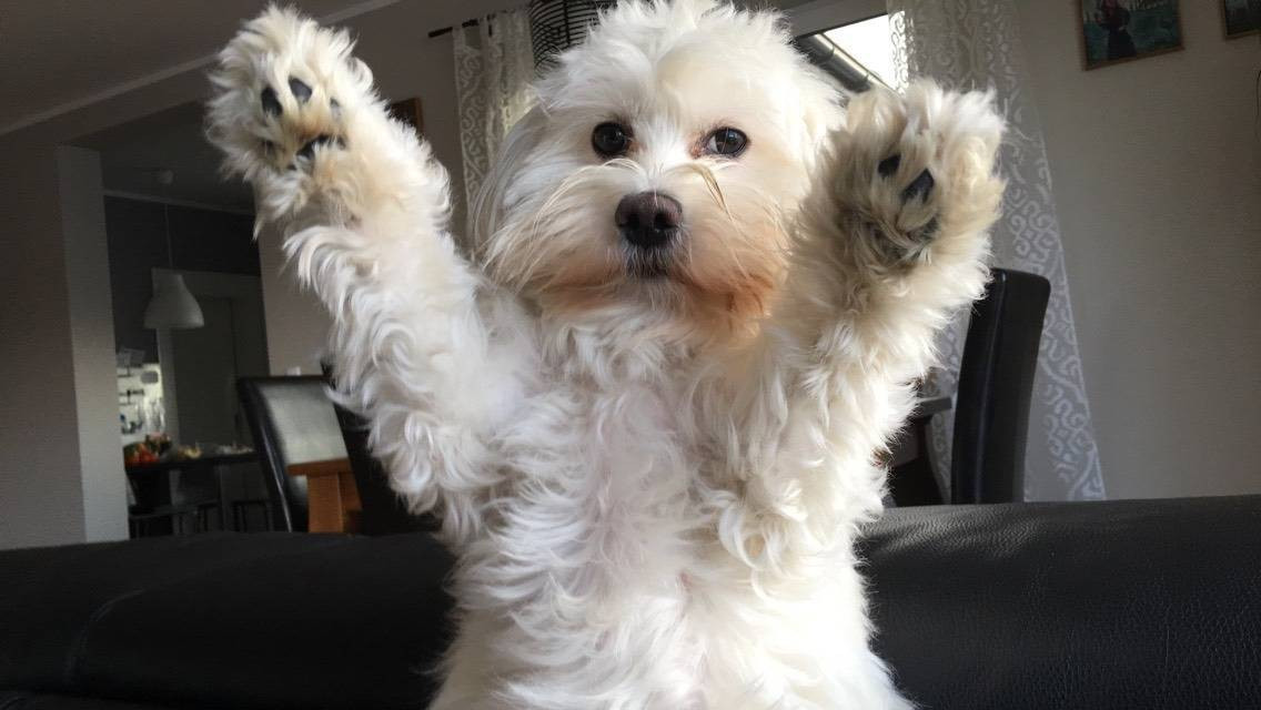 Superzwierzaki w obiektywie. Dziękujemy