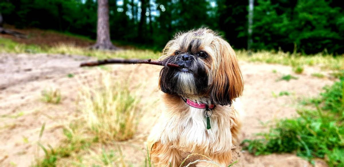 Superzwierzaki w obiektywie. Dziękujemy