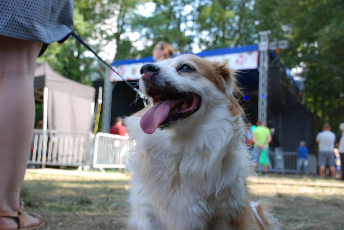 Dramatalia 2019. Seniorzy dali do pieca