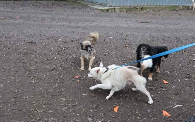 Staruszkowo pana Bernarda ? zbiórka na psy