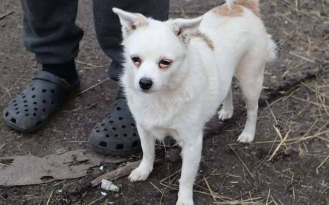 Staruszkowo pana Bernarda ? zbiórka na psy