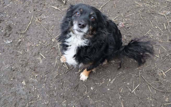 Staruszkowo pana Bernarda ? zbiórka na psy