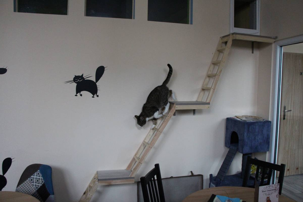 Kociej kawiarni grozi upadłość?