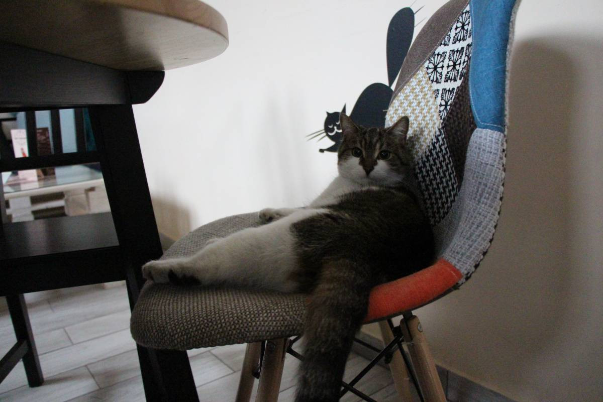 Kociej kawiarni grozi upadłość?