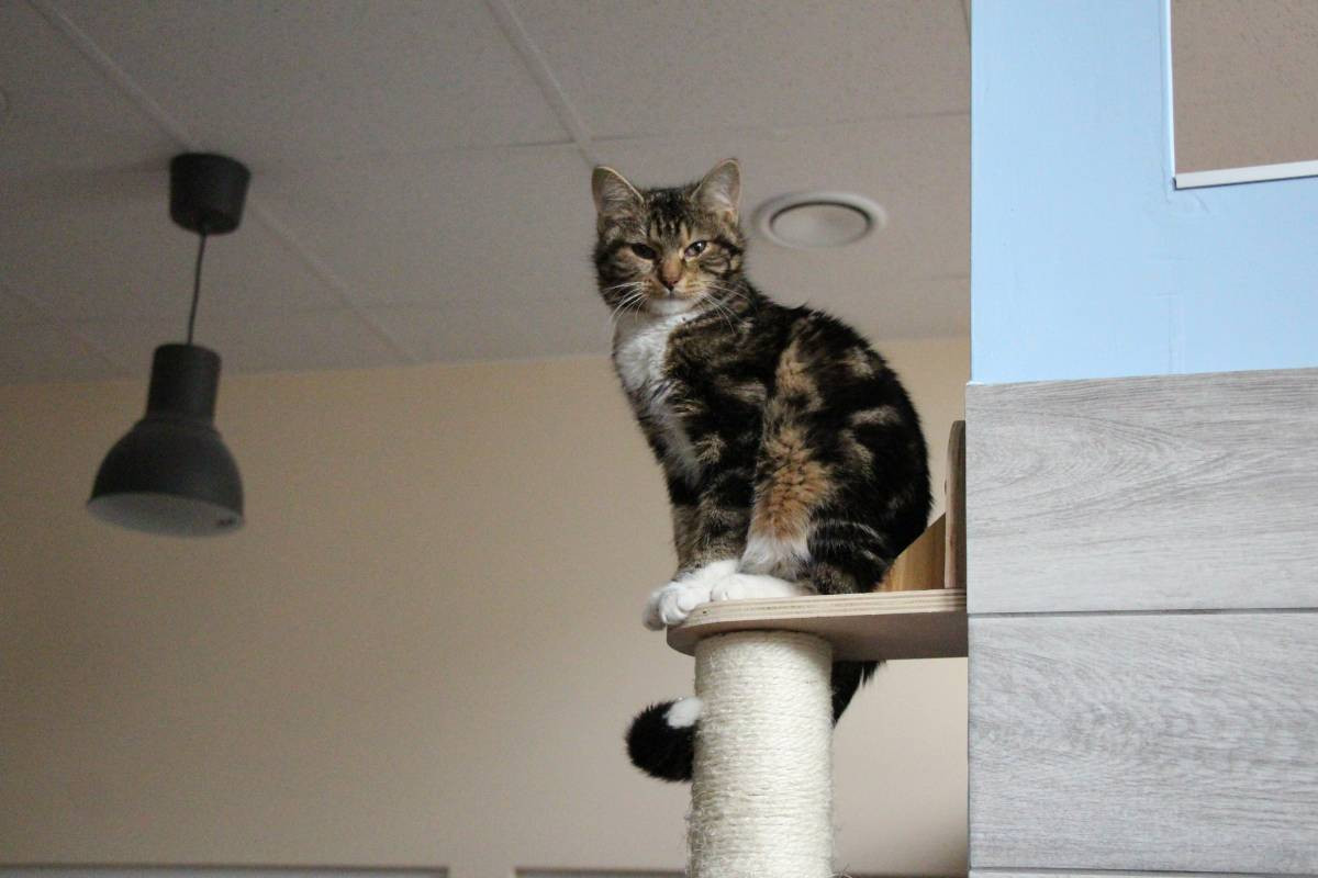 Kociej kawiarni grozi upadłość?