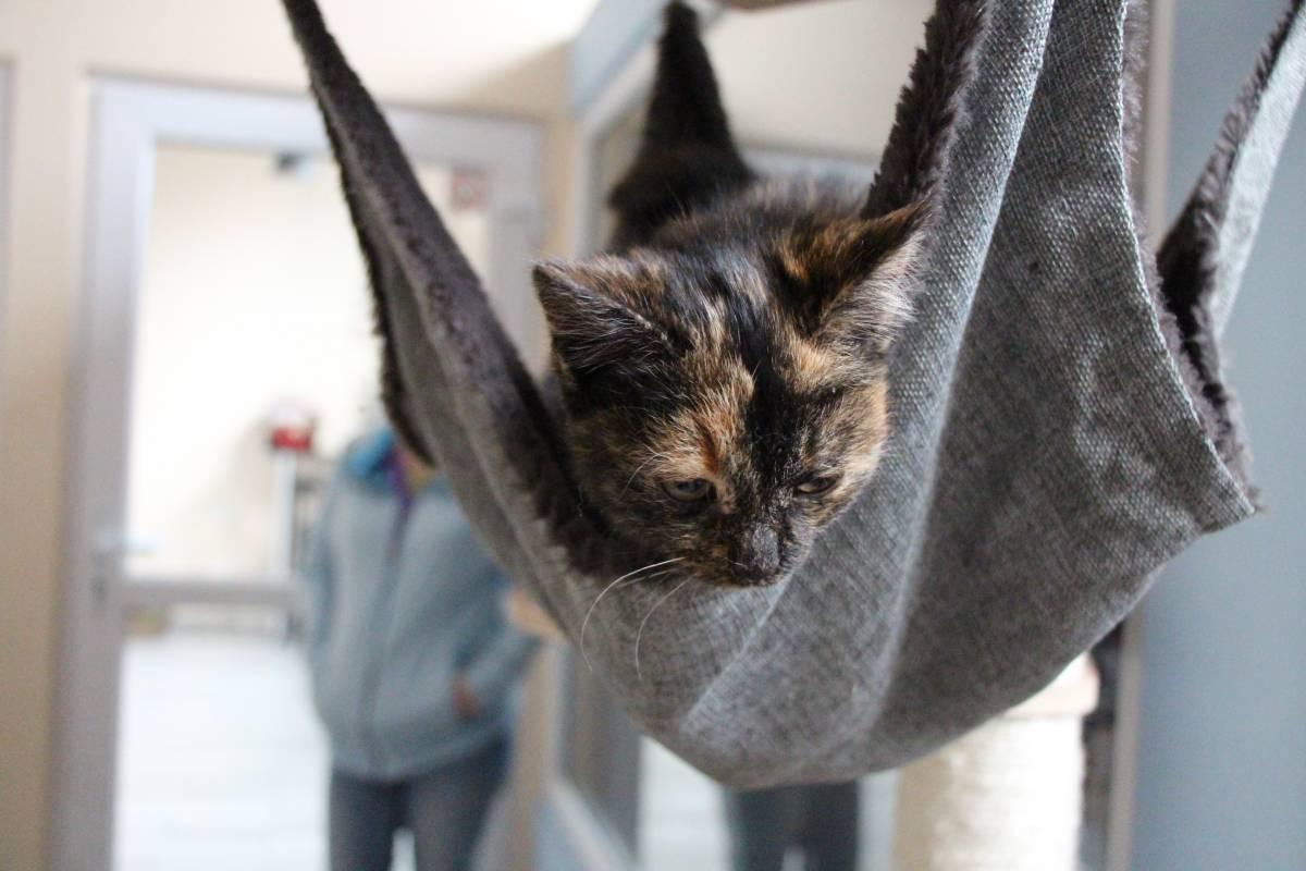 Kociej kawiarni grozi upadłość?