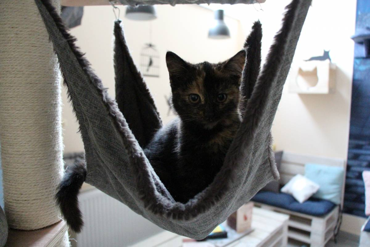 Kociej kawiarni grozi upadłość?