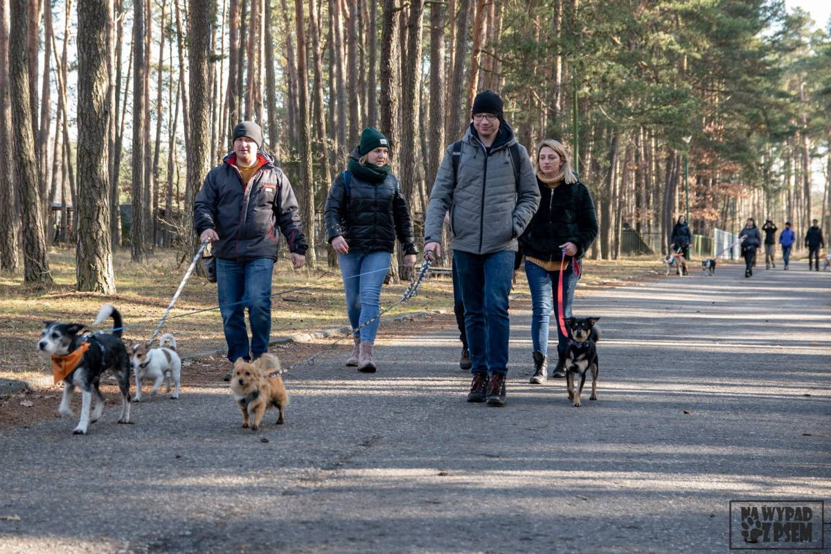 Po Zielonej z psami
