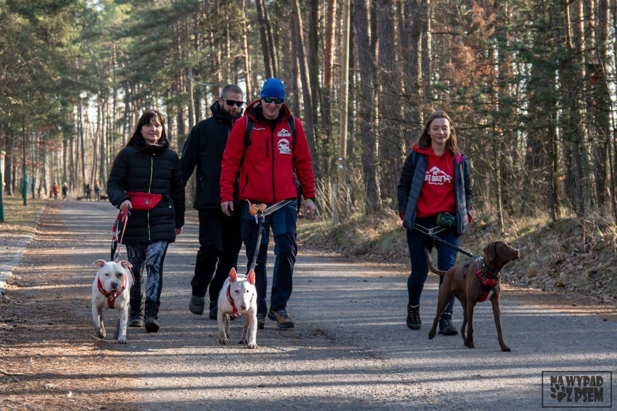 Po Zielonej z psami
