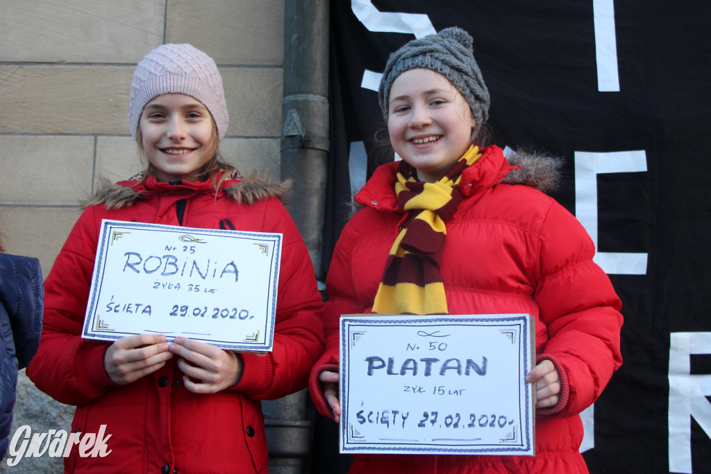 Protest przeciwko wycinkom drzew