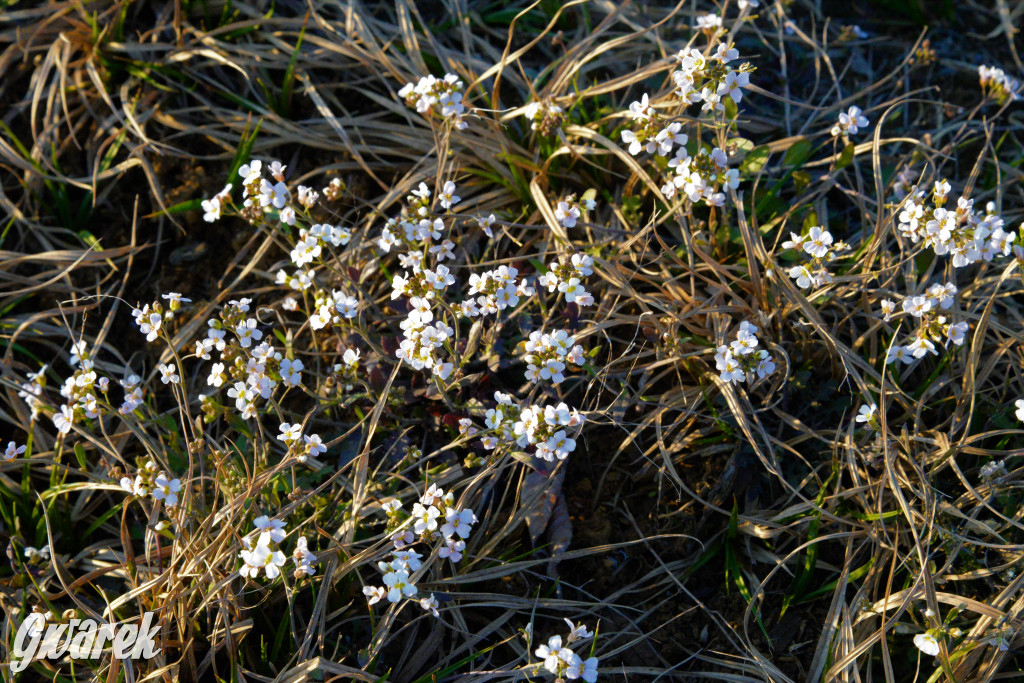 Wiosna na hałdzie popłuczkowej