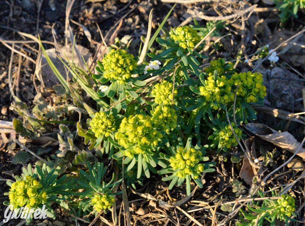 Wiosna na hałdzie popłuczkowej