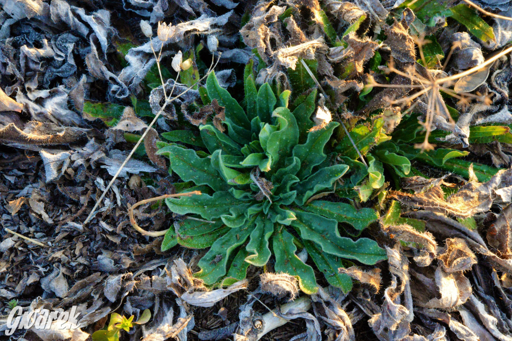 Wiosna na hałdzie popłuczkowej