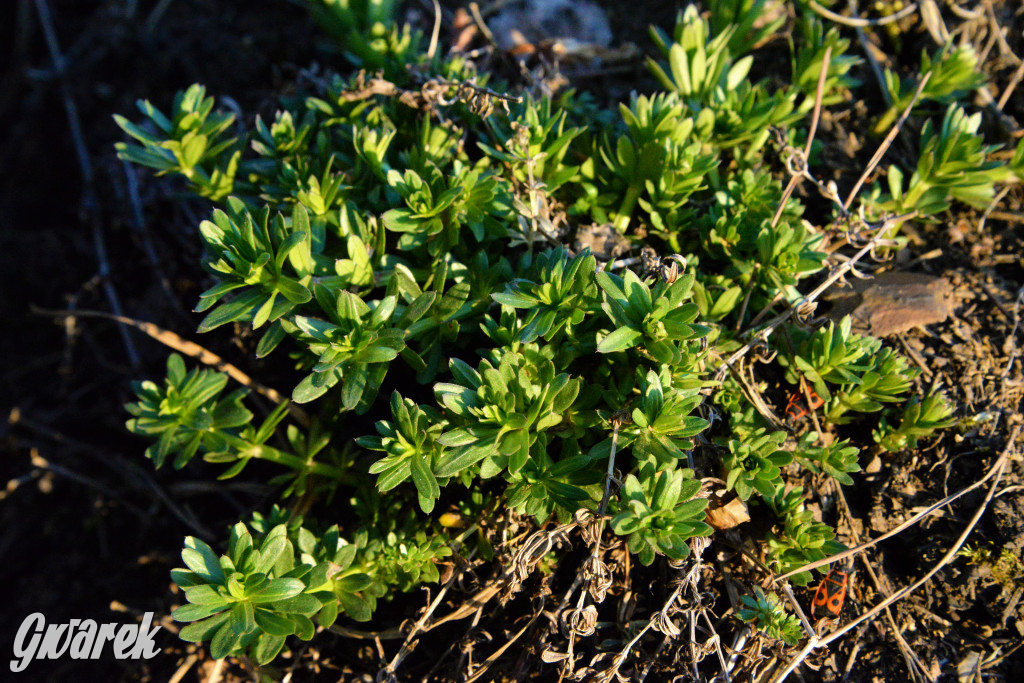 Wiosna na hałdzie popłuczkowej