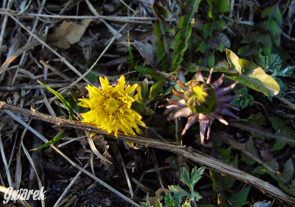 Wiosna na hałdzie popłuczkowej