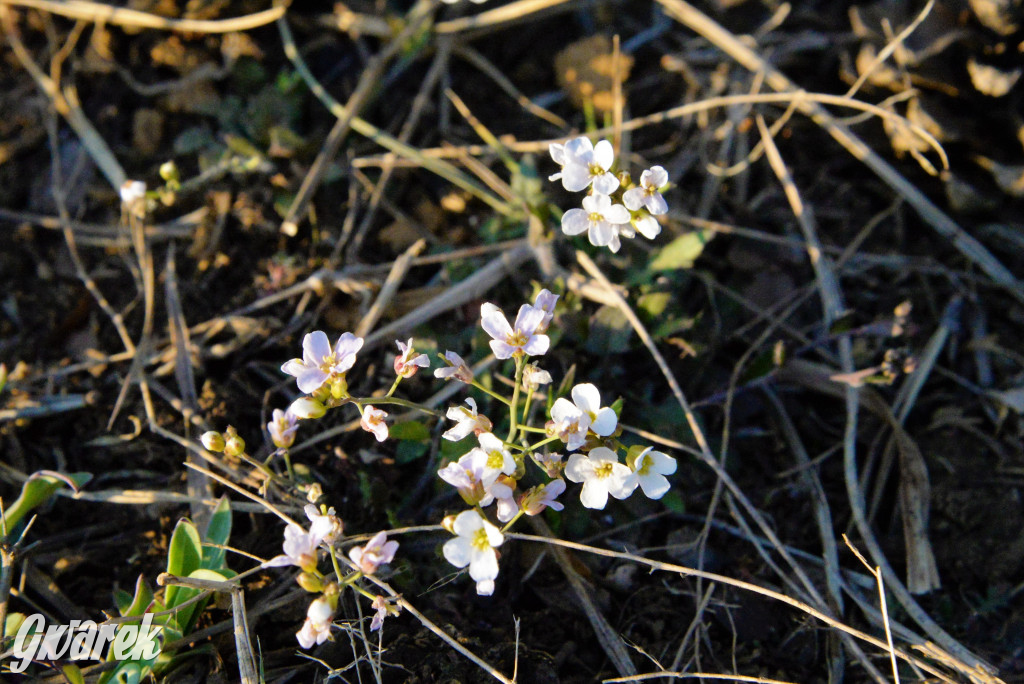 Wiosna na hałdzie popłuczkowej
