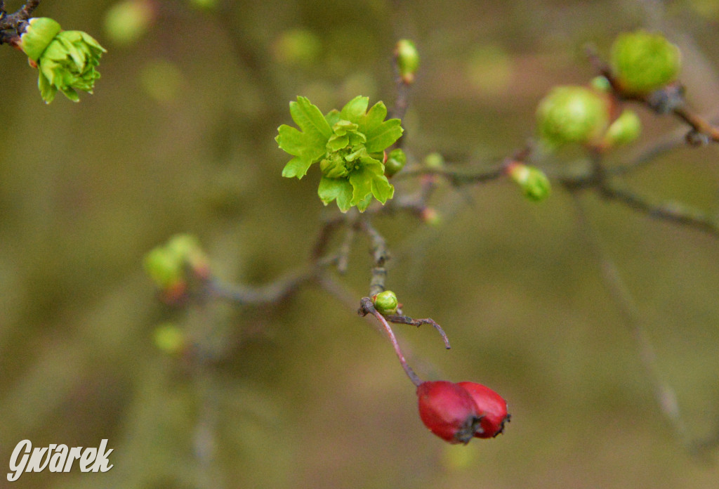 Wiosna na hałdzie popłuczkowej