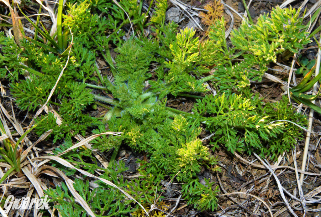 Wiosna na hałdzie popłuczkowej