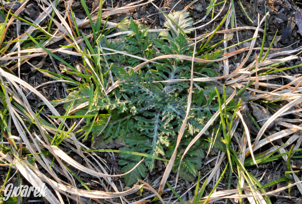 Wiosna na hałdzie popłuczkowej