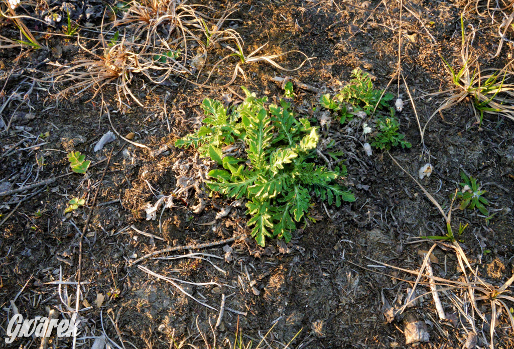 Wiosna na hałdzie popłuczkowej