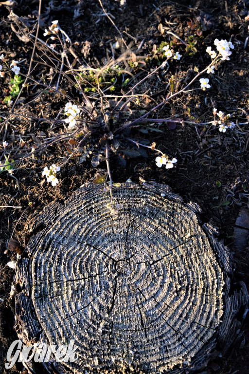 Wiosna na hałdzie popłuczkowej