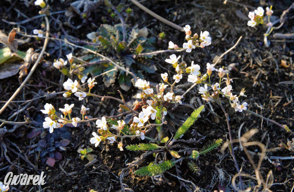 Wiosna na hałdzie popłuczkowej