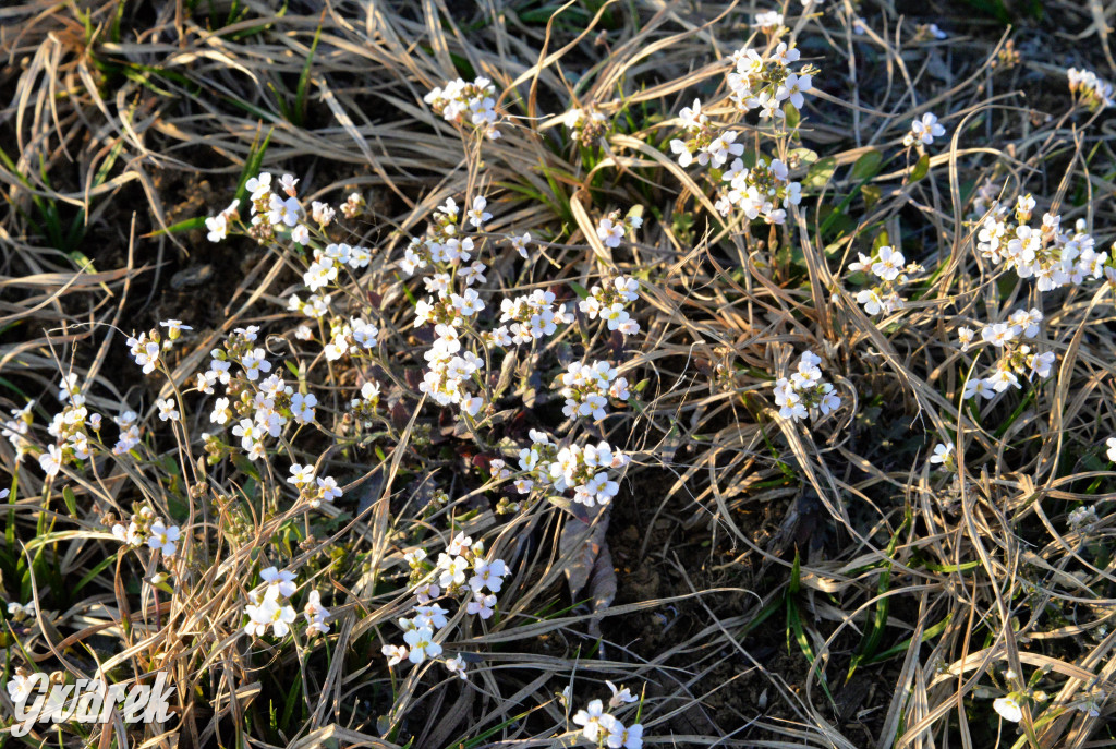 Wiosna na hałdzie popłuczkowej