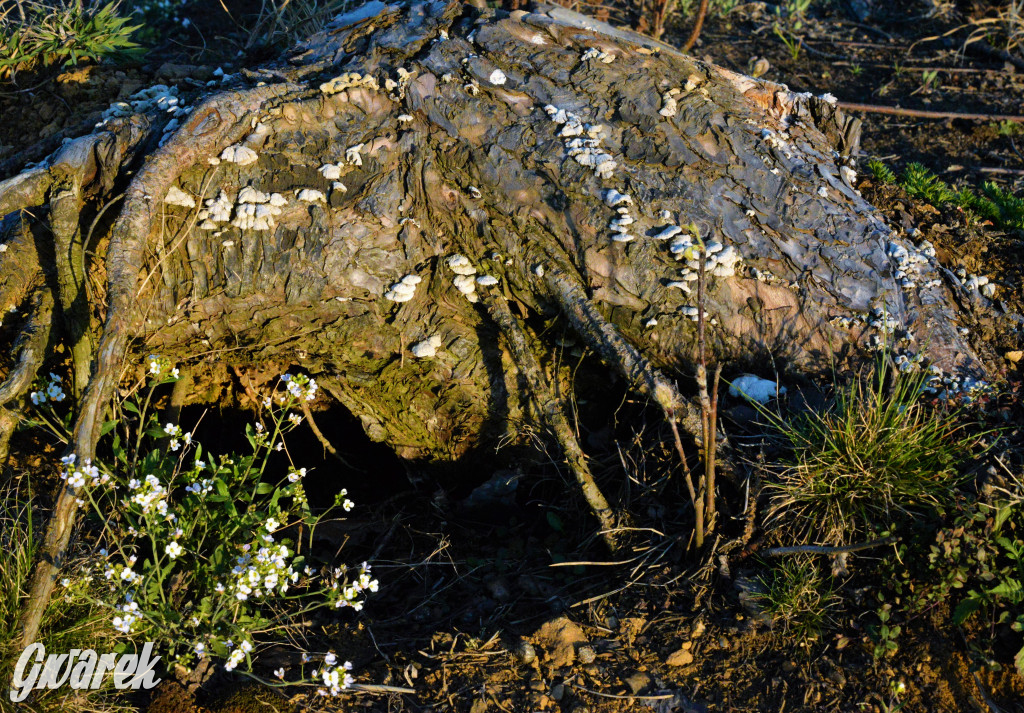 Wiosna na hałdzie popłuczkowej