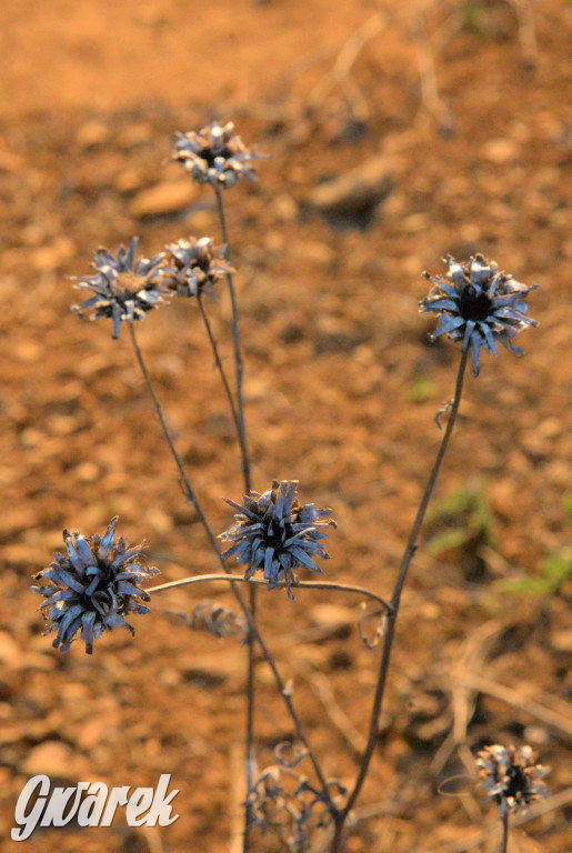 Wiosna na hałdzie popłuczkowej
