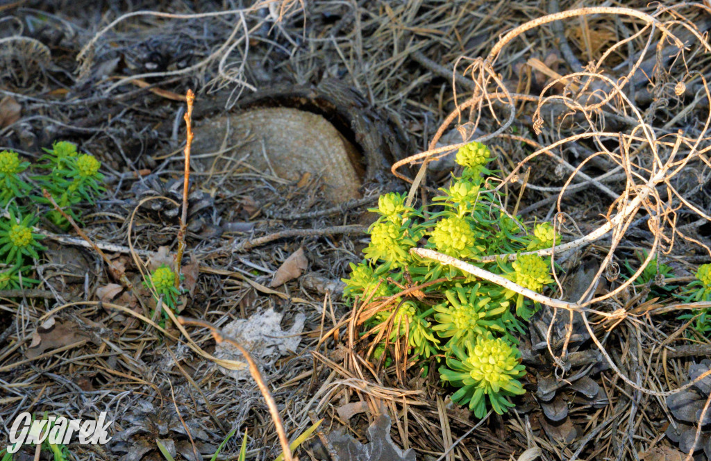 Wiosna na hałdzie popłuczkowej