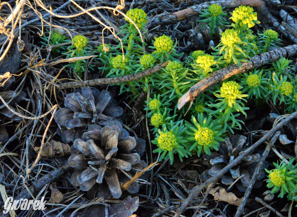 Wiosna na hałdzie popłuczkowej
