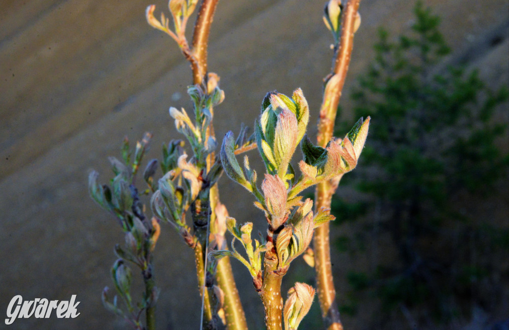 Wiosna na hałdzie popłuczkowej