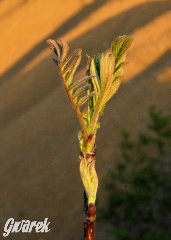Wiosna na hałdzie popłuczkowej