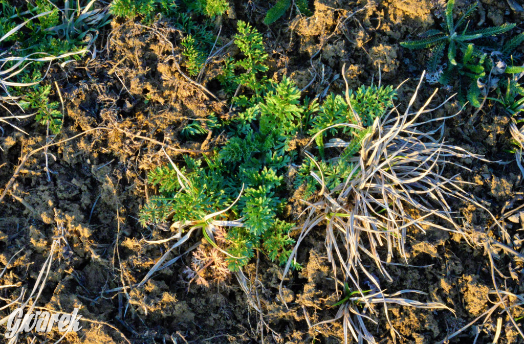 Wiosna na hałdzie popłuczkowej