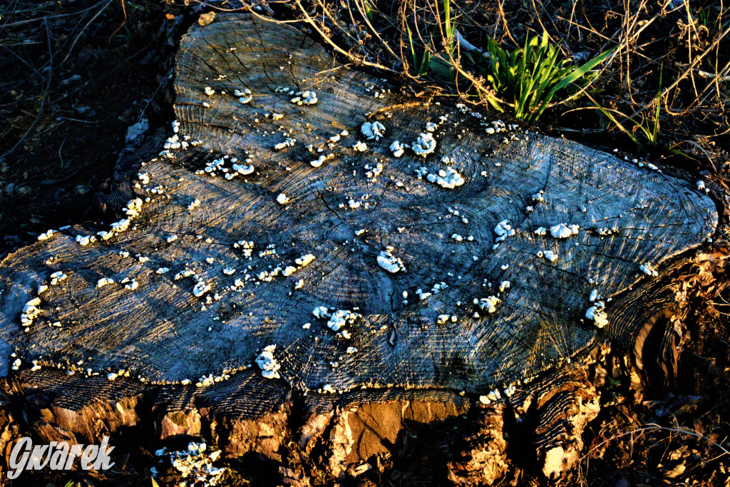 Wiosna na hałdzie popłuczkowej