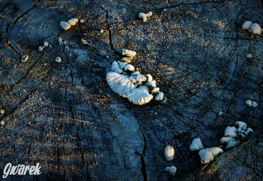 Wiosna na hałdzie popłuczkowej