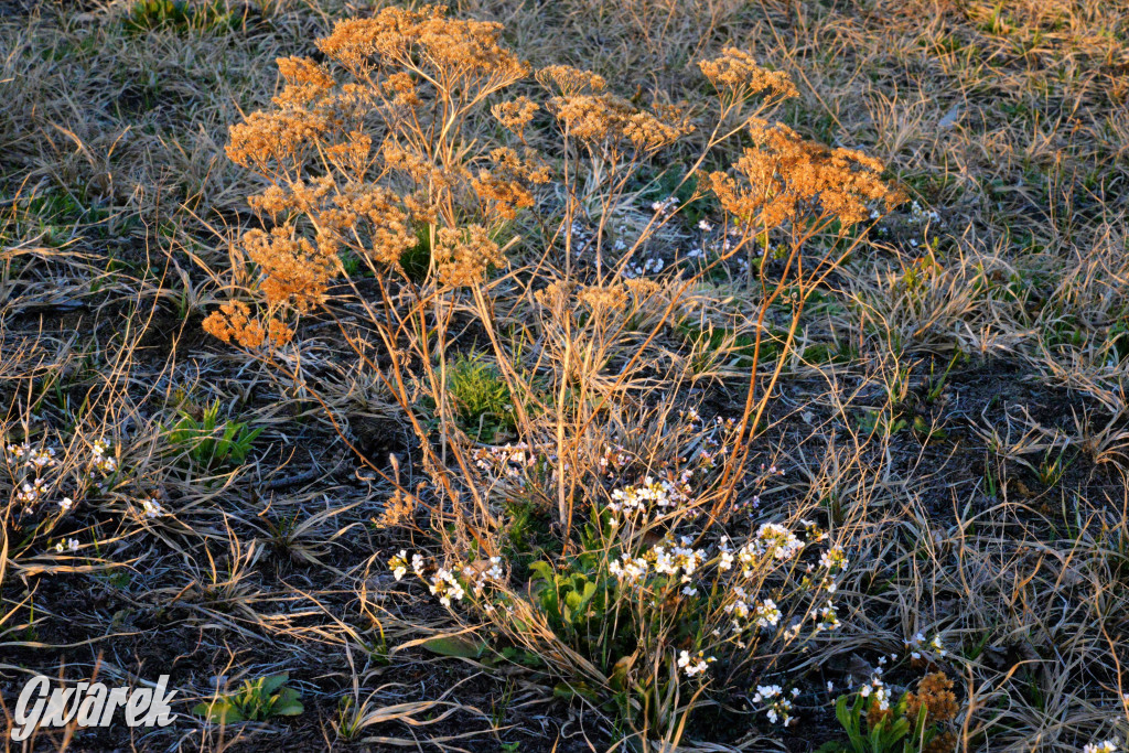 Wiosna na hałdzie popłuczkowej