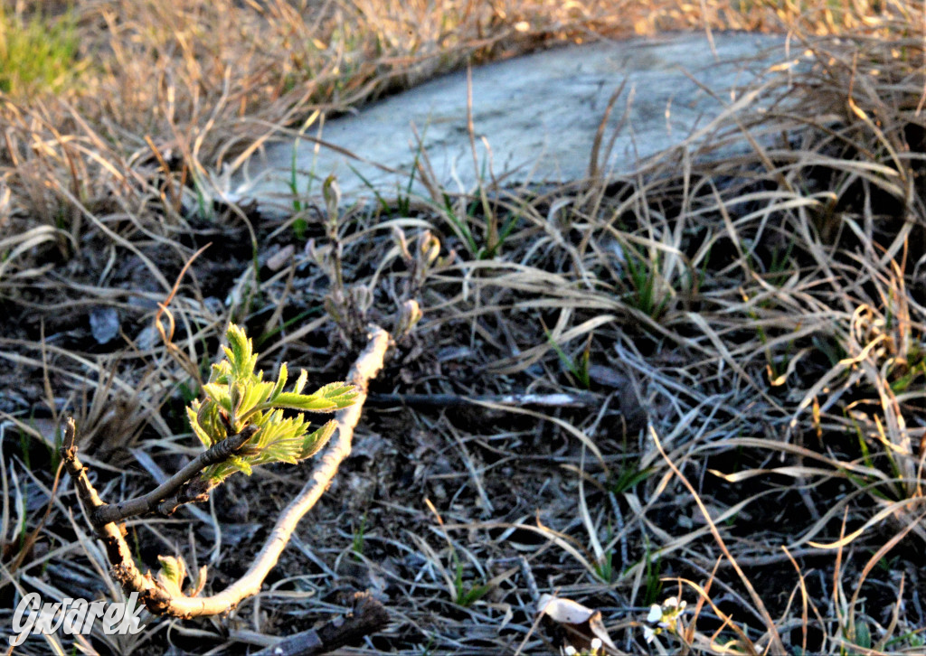 Wiosna na hałdzie popłuczkowej